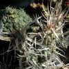 Tephrocactus_articulatus_v